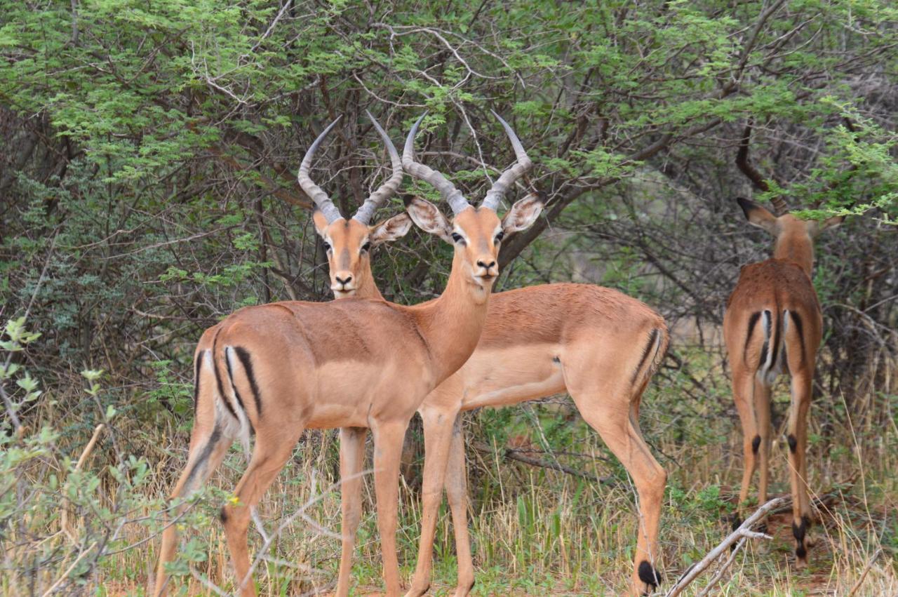 Aloegrove Safari Lodge Otjiwarongo Buitenkant foto