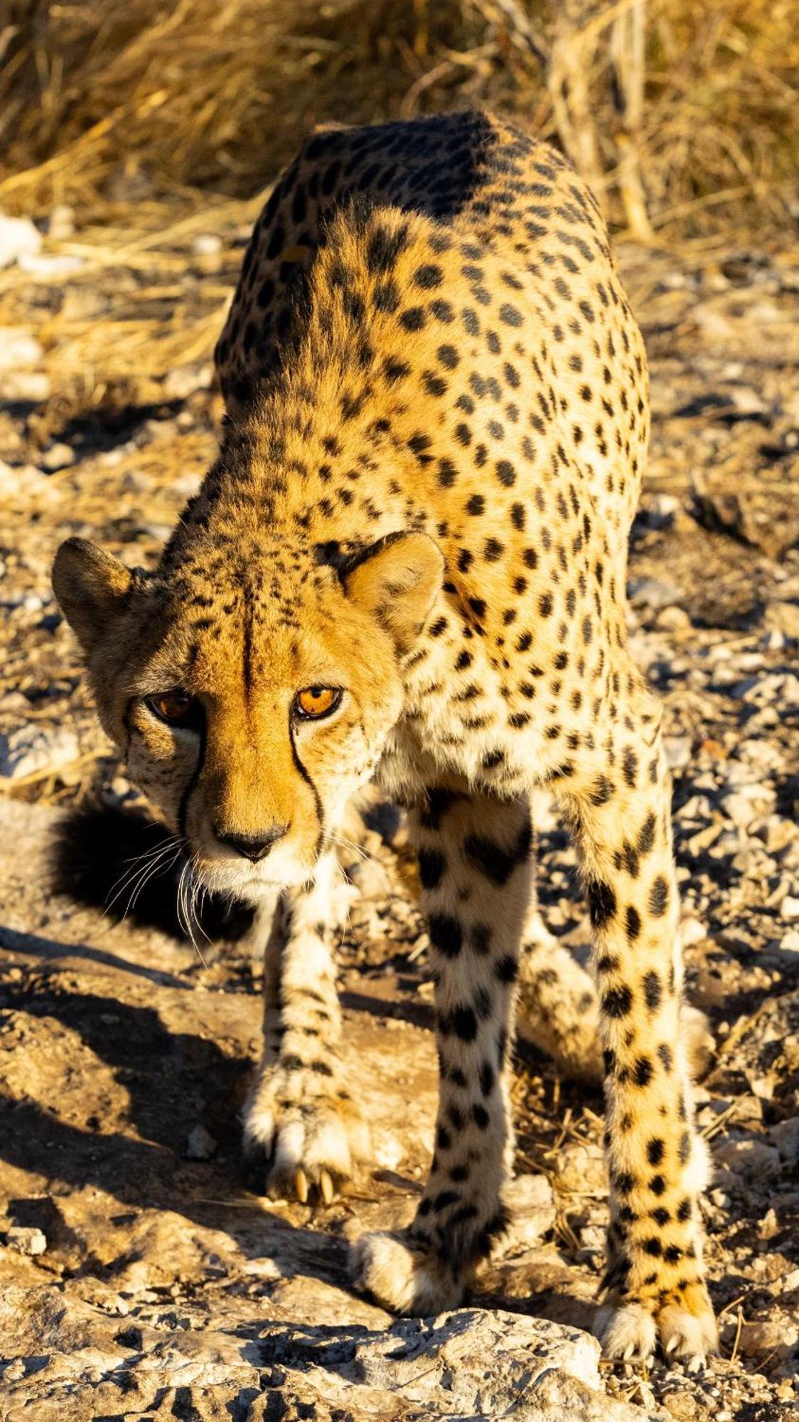 Aloegrove Safari Lodge Otjiwarongo Buitenkant foto