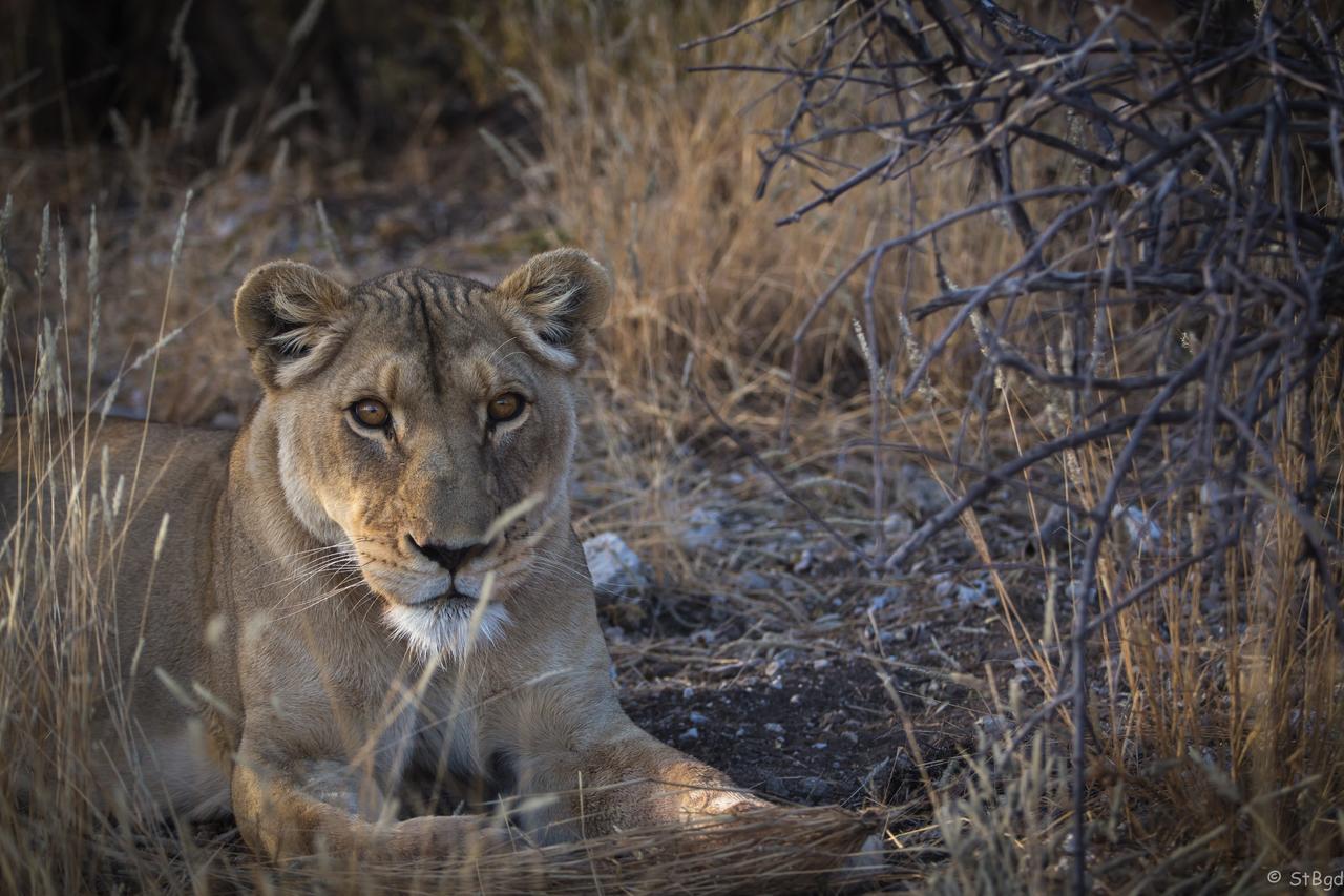 Aloegrove Safari Lodge Otjiwarongo Buitenkant foto